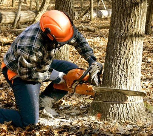Tree Removal in Webster, TX